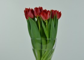Tulipa Abba (4)