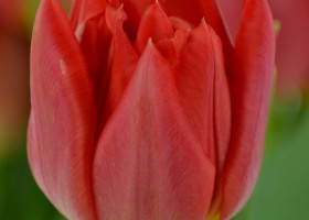Tulipa Abba (5)