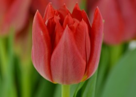 Tulipa Abba (6)