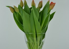 Tulipa Adrem (1)