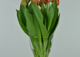 Tulipa Adrem (2)