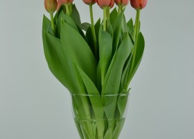 Tulipa Adrem (3)