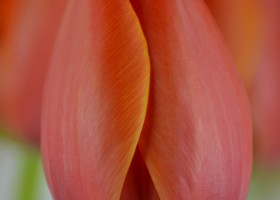 Tulipa Adrem (4)