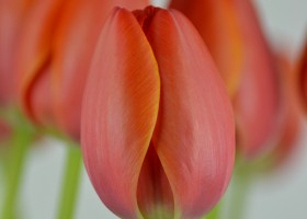 Tulipa Adrem (5)