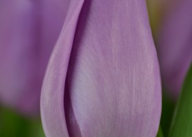 Tulipa Alibi (4)