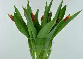 Tulipa André Citroën (1)