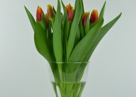 Tulipa André Citroën (2)