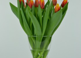 Tulipa André Citroën (3)