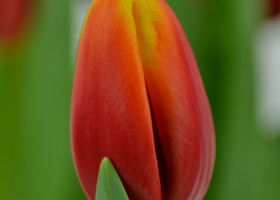 Tulipa André Citroën (4)