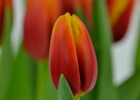 Tulipa André Citroën (5)