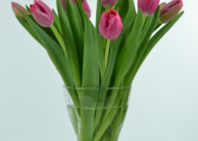 Tulipa Annaconda (1)