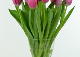 Tulipa Annaconda (2)