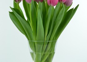 Tulipa Annaconda (3)