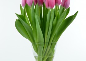 Tulipa Annaconda (4)