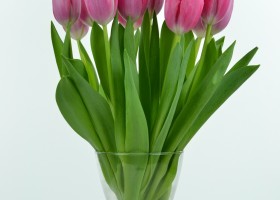 Tulipa Annaconda (5)