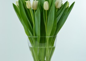 Tulipa Antarctica (1)