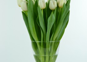 Tulipa Antarctica (2)