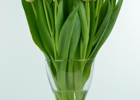 Tulipa Antarctica (3)