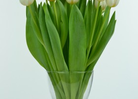 Tulipa Antarctica (4)