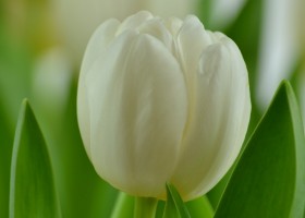 Tulipa Antarctica (5)