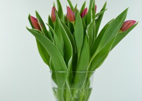 Tulipa Aphrodite (1)
