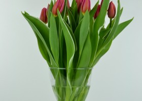 Tulipa Aphrodite (2)