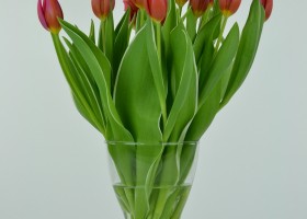 Tulipa Aphrodite (3)