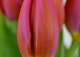 Tulipa Aphrodite (4)