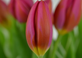 Tulipa Aphrodite (5)