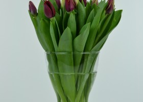 Tulipa Armani (1)