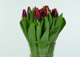 Tulipa Armani (2)