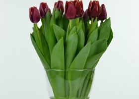 Tulipa Armani (3)