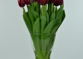 Tulipa Armani (4)