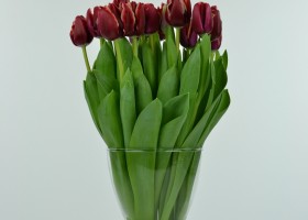 Tulipa Armani (5)