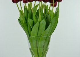 Tulipa Armani (6)