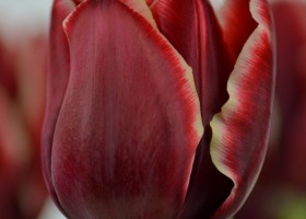 Tulipa Armani (7)