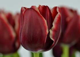 Tulipa Armani (8)