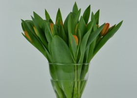 Tulipa Asahi (1)