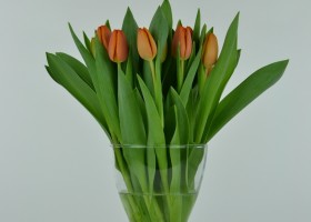 Tulipa Asahi (2)