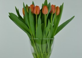 Tulipa Asahi (3)