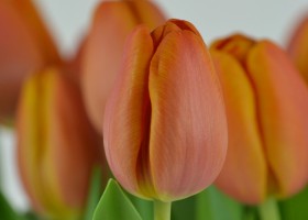 Tulipa Asahi (6)