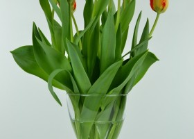 Tulipa Banja Luka (1)