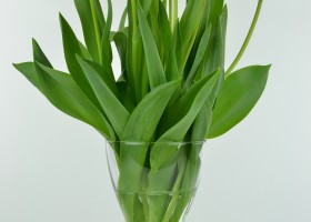 Tulipa Banja Luka (2)