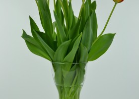 Tulipa Banja Luka (3)