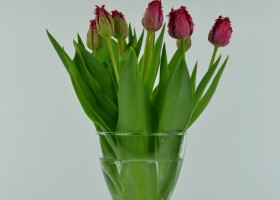 Tulipa Barbados (1)