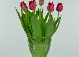Tulipa Barbados (2)