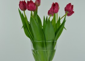 Tulipa Barbados (3)