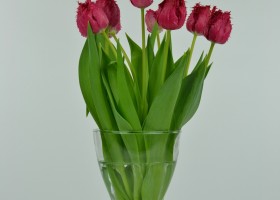 Tulipa Barbados (4)