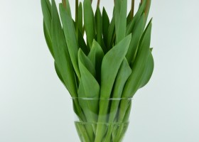 Tulipa Barcelona (1)