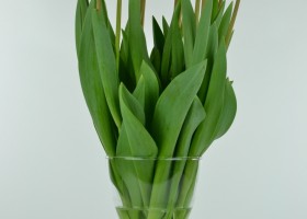 Tulipa Barcelona (2)